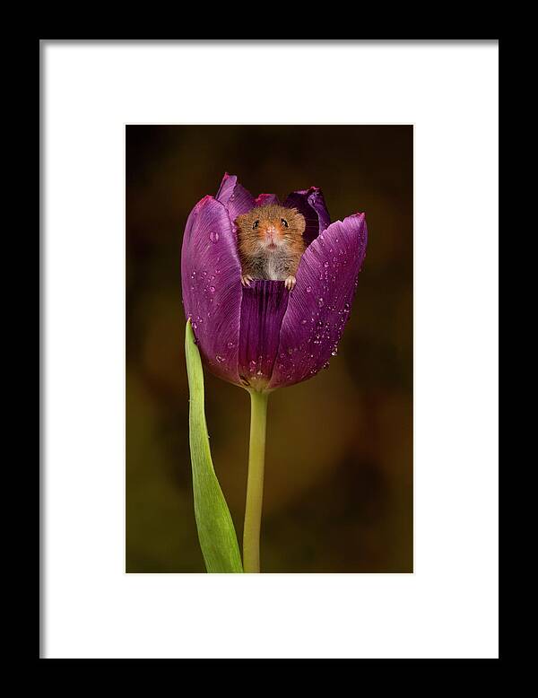 Harvest Framed Print featuring the photograph HM Tulip 01906 by Miles Herbert