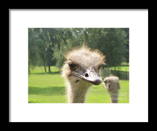 African Flightless Bird Framed Print featuring the photograph Hmmm by World Reflections By Sharon