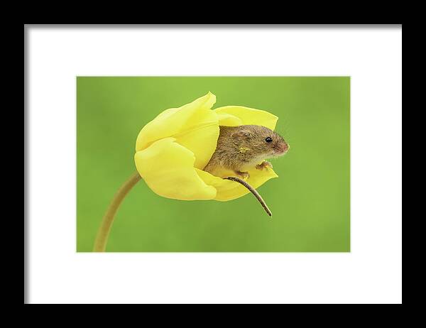 Harvest Framed Print featuring the photograph HMYulips-7666 by Miles Herbert