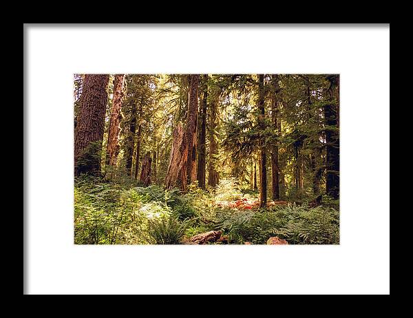Washington Framed Print featuring the photograph Hoh Forest #2 by Alberto Zanoni