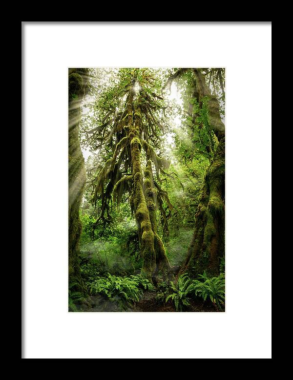 Brown Framed Print featuring the photograph Hoh Rainforest Tree by Amanda Jones