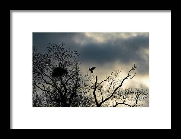 Eagle Framed Print featuring the photograph Home Before Dark by Alyssa Tumale