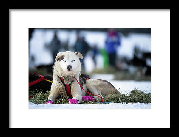 Iditarod 2019 Framed Print featuring the photograph Hooper by Scott Slone