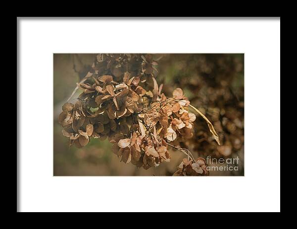 Nature Framed Print featuring the photograph Hop Bush - Dodonaea viscosa 2 by Elaine Teague