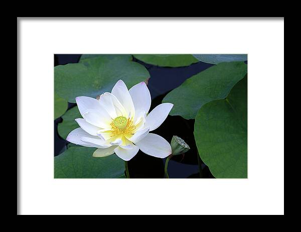 Hope And Strength Framed Print featuring the photograph Hope and Strength by Patty Colabuono