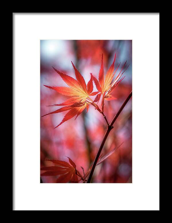 Leaves Framed Print featuring the photograph Hope is Red by Philippe Sainte-Laudy