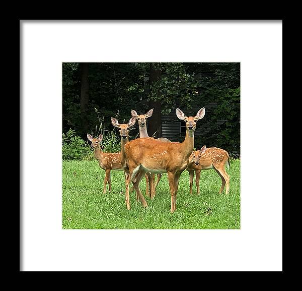 Deer Framed Print featuring the photograph Hope's Family by Claude Taylor