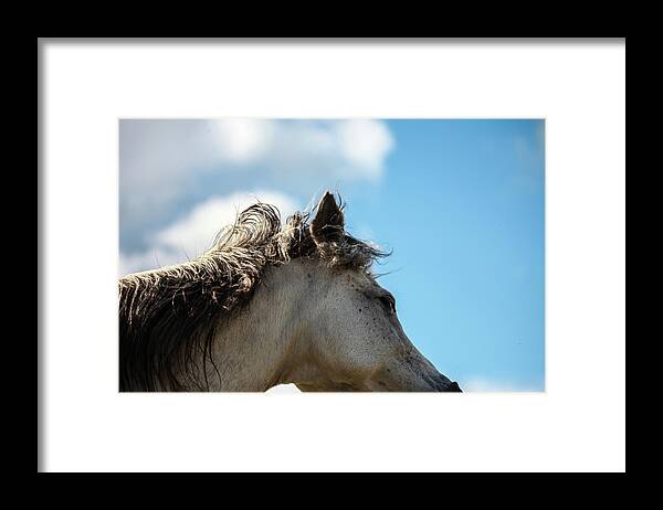Horse Framed Print featuring the photograph Horse and Sky by Listen To Your Horse