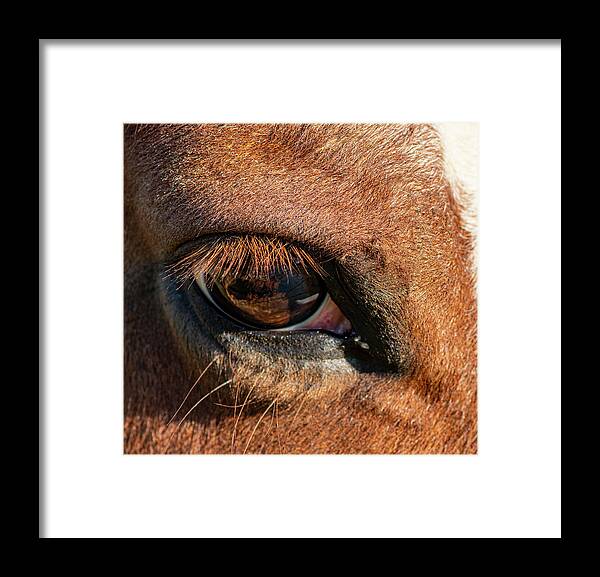 Horse Framed Print featuring the photograph Horse Eye Close Up by Karen Rispin