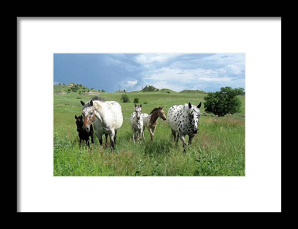 Appaloosa Framed Print featuring the photograph Horse Heaven by Katie Keenan