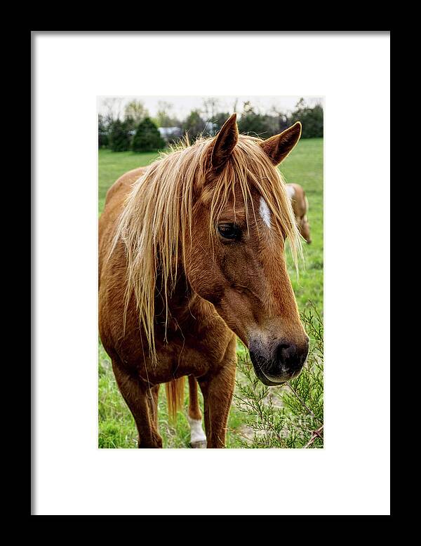 Horse Framed Print featuring the photograph Horse Hello by Jennifer White