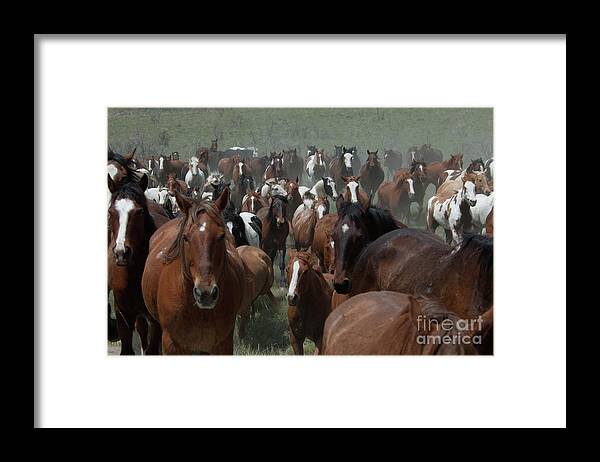 Herd Framed Print featuring the photograph Horse Herd 2 by Jody Miller