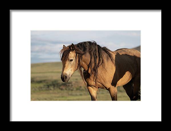 Wild Horses Framed Print featuring the photograph Horse on Horse by Mary Hone
