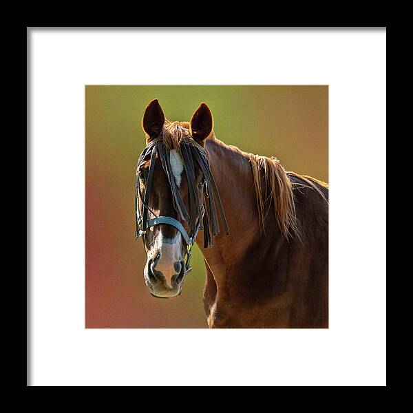 Horse Framed Print featuring the photograph Horse Portrait by Roberta Kayne
