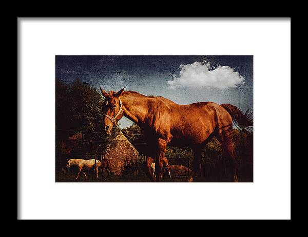 Horse Framed Print featuring the photograph Horse by Yasmina Baggili