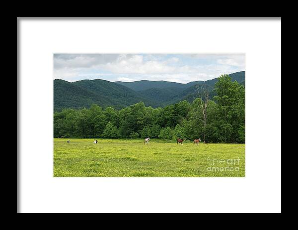 Cades Cove Framed Print featuring the photograph Horses at Cades Cove 3 by Phil Perkins