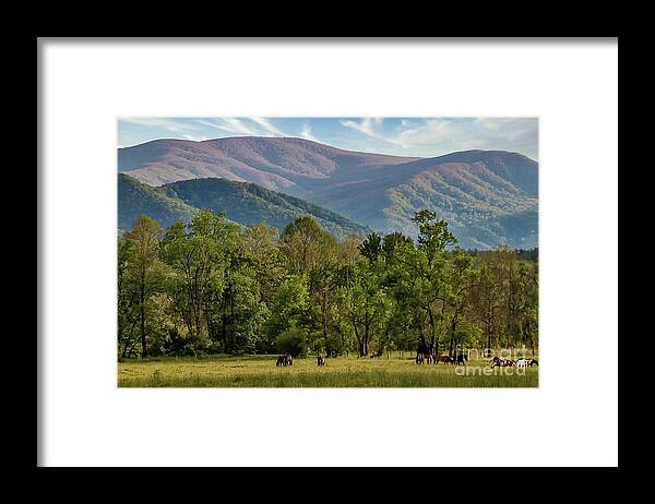 Landscape Framed Print featuring the photograph Horses grazing in Cades Cove by Theresa D Williams