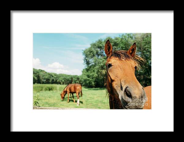 Horse Framed Print featuring the photograph Horses in field by Jelena Jovanovic