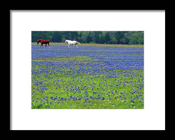Horses Framed Print featuring the photograph Horses Running in Field of Bluebonnets by Connie Fox