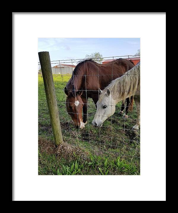 Horses Framed Print featuring the photograph Horses by Tambra Nicole Kendall