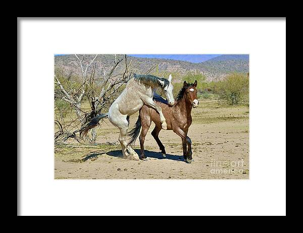 Salt River Wild Horse Framed Print featuring the digital art Horsin Around by Tammy Keyes