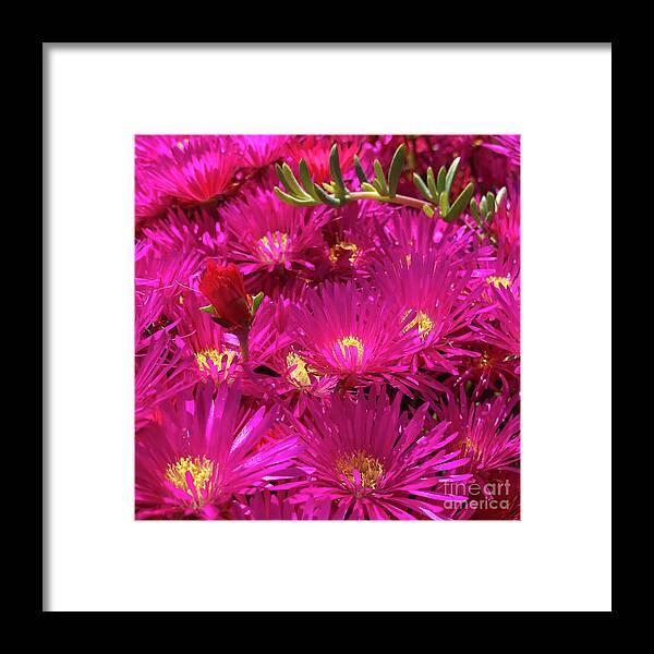 Ice Plant Framed Print featuring the photograph Hot Ice by Wendy Golden