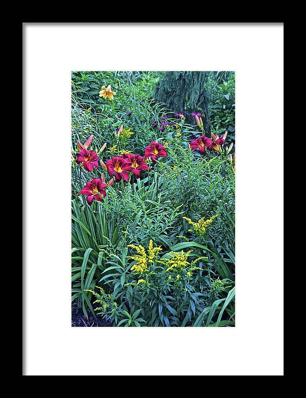 Summer Framed Print featuring the photograph Hot July Daylilies by Janis Senungetuk