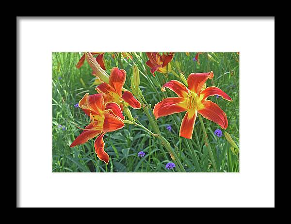 Daylilies Framed Print featuring the photograph Hot July Field of Daylilies by Janis Senungetuk