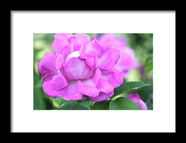 Pink Framed Print featuring the photograph Hot Pink by Ree Reid