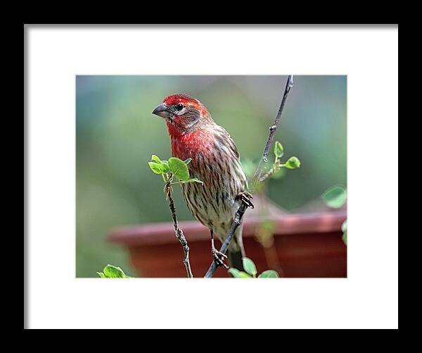 Tim Fitzharris Framed Print featuring the photograph House Finch at Bird Feeder by Tim Fitzharris