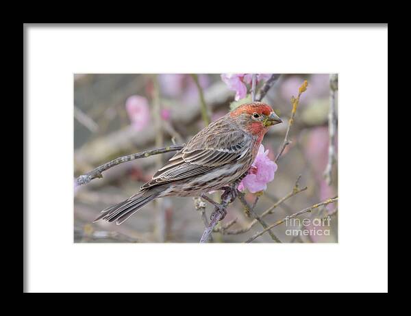 Cherry Tree Framed Print featuring the photograph House Finch Visitor in Cherry Tree by Nancy Gleason