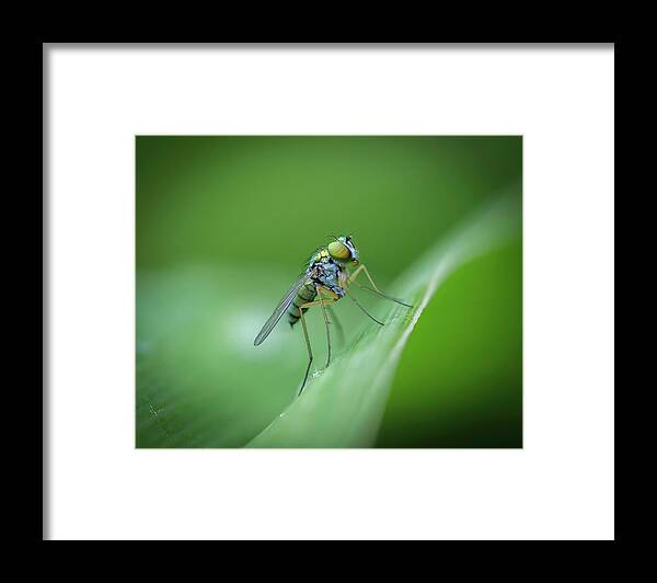 Fly Hover Green Eyes Framed Print featuring the photograph Hover Fly in Green by Timothy Harris