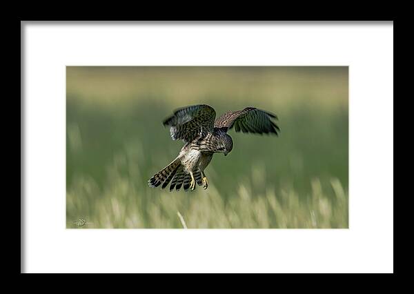 Kestrel Framed Print featuring the photograph Hovering Young Kestrel by Torbjorn Swenelius
