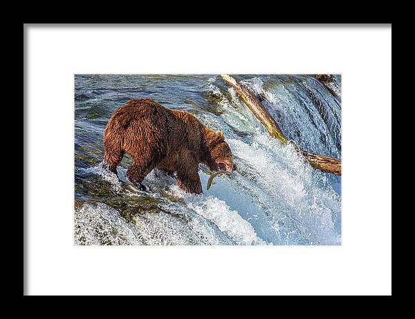 Alaska Framed Print featuring the photograph How to catch a fish at Katmai by Alex Mironyuk