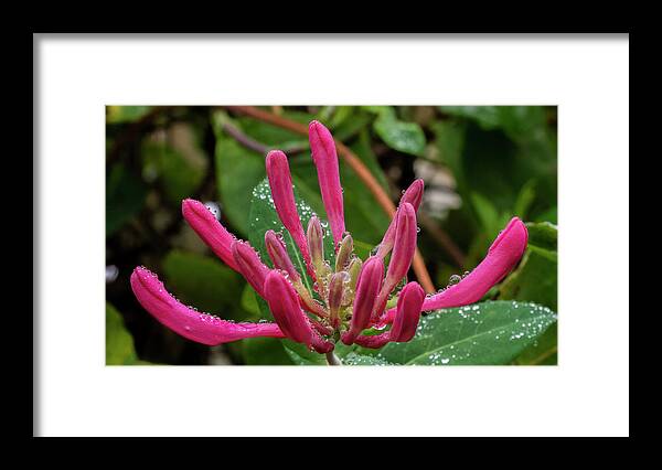 Honeysuckle Framed Print featuring the photograph Honeysuckle with Raindrops by Regina Muscarella