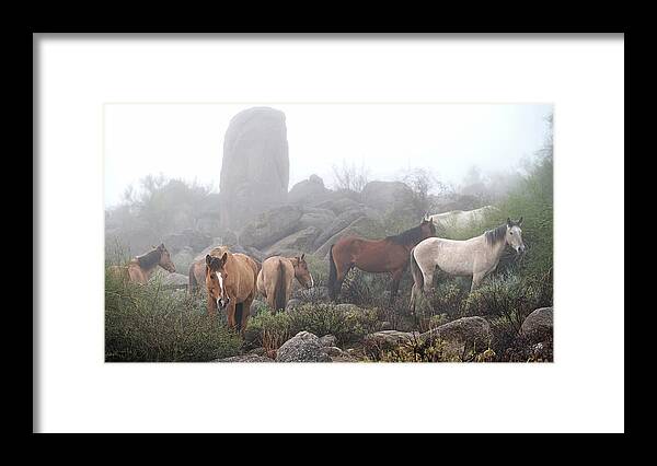 Stallion Framed Print featuring the photograph Huddled Band. by Paul Martin