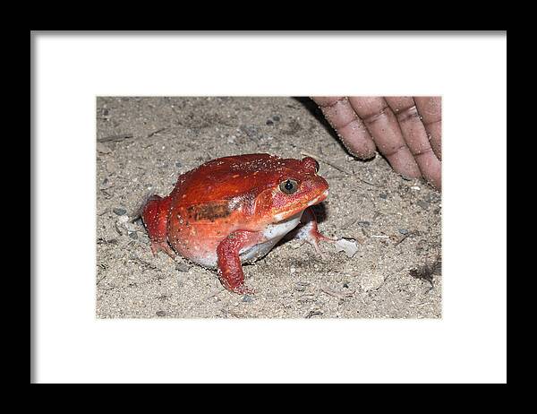 African Ethnicity Framed Print featuring the photograph Huge red wild tomato frog with hand Maroantsetra Madagascar by David Parsons