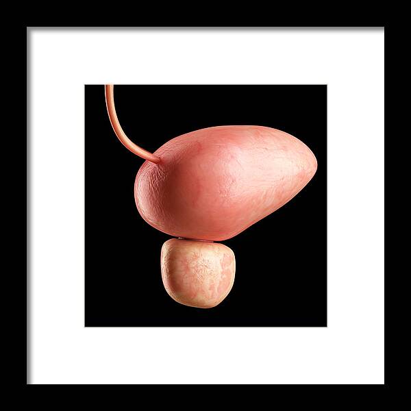 Anatomy Framed Print featuring the drawing Human bladder, illustration by Sciepro/science Photo Library