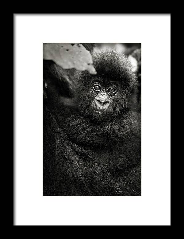 Gorilla Framed Print featuring the photograph Jeune gorille Humba by Sebastien Meys