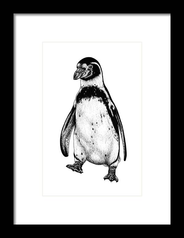 Penguin Framed Print featuring the drawing Humboldt penguin by Loren Dowding