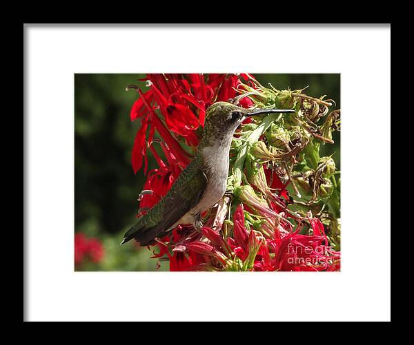 Copyright 2022 By Christopher Plummer Framed Print featuring the photograph Hummers Day 2-09 by Christopher Plummer