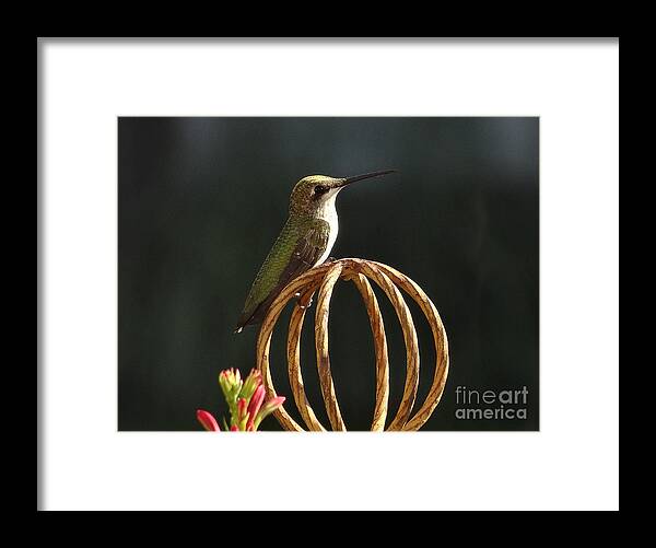 5 Star Framed Print featuring the photograph Hummers on Deck- 2-04 by Christopher Plummer
