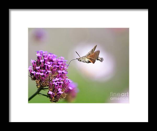 Hummingbird Hawkmoth Framed Print featuring the photograph Humming-bird Hawk-moth, Macroglossum stellatarum by Tony Mills