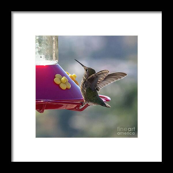 Bird Framed Print featuring the photograph Hummingbird by Abigail Diane Photography