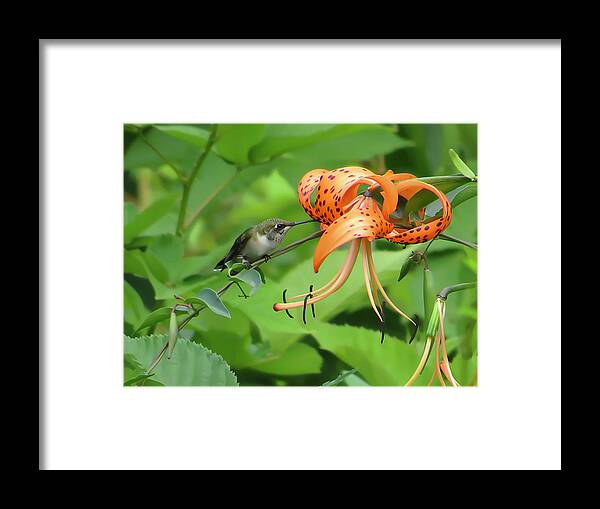 Hummingbird Framed Print featuring the photograph Hummingbird At The Tiger Lily by Rebecca Grzenda