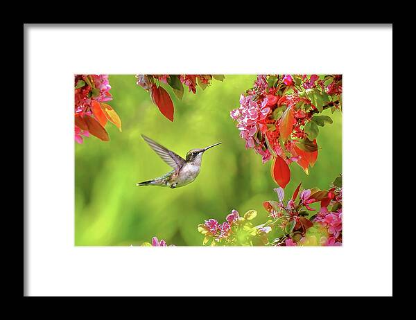 Hummingbirds Framed Print featuring the photograph Hummingbird Happiness Garden by Christina Rollo