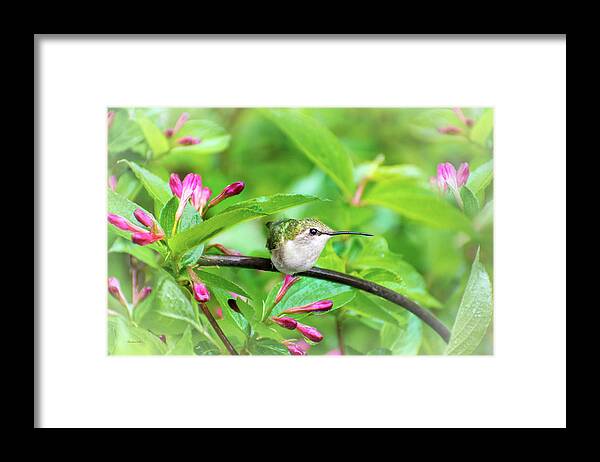 Hummingbird Framed Print featuring the photograph Hummingbird Honeysuckle by Christina Rollo