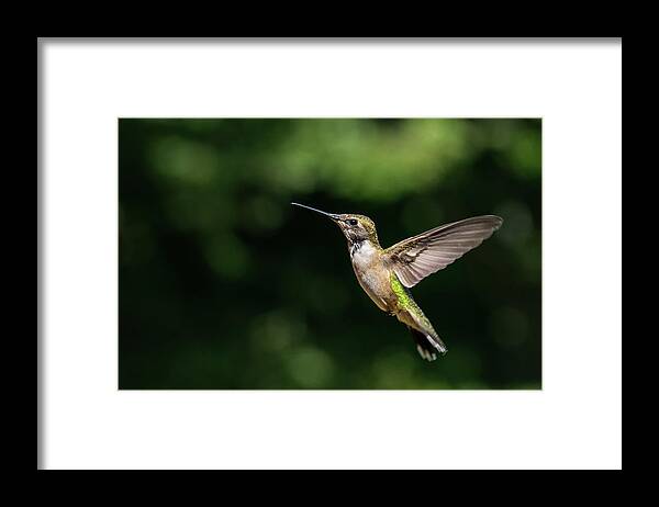 Hummingbird Framed Print featuring the photograph Hummingbird in Flight by Kenneth Everett