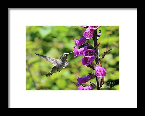 Hummingbird Framed Print featuring the photograph Hummingbird in Pink Foxglove by Carol Groenen