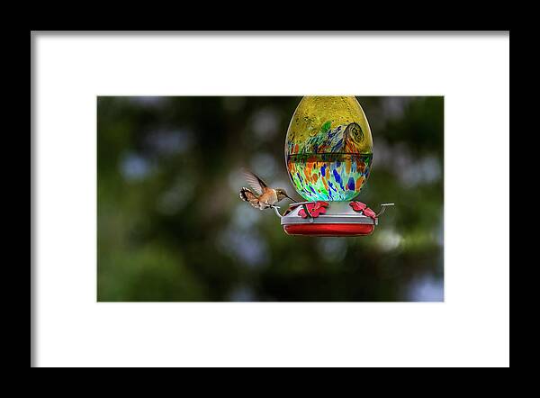  Framed Print featuring the photograph Hummingbird by Laura Terriere
